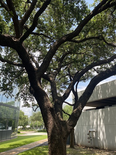 sugar-land-tree-removal-big-tree